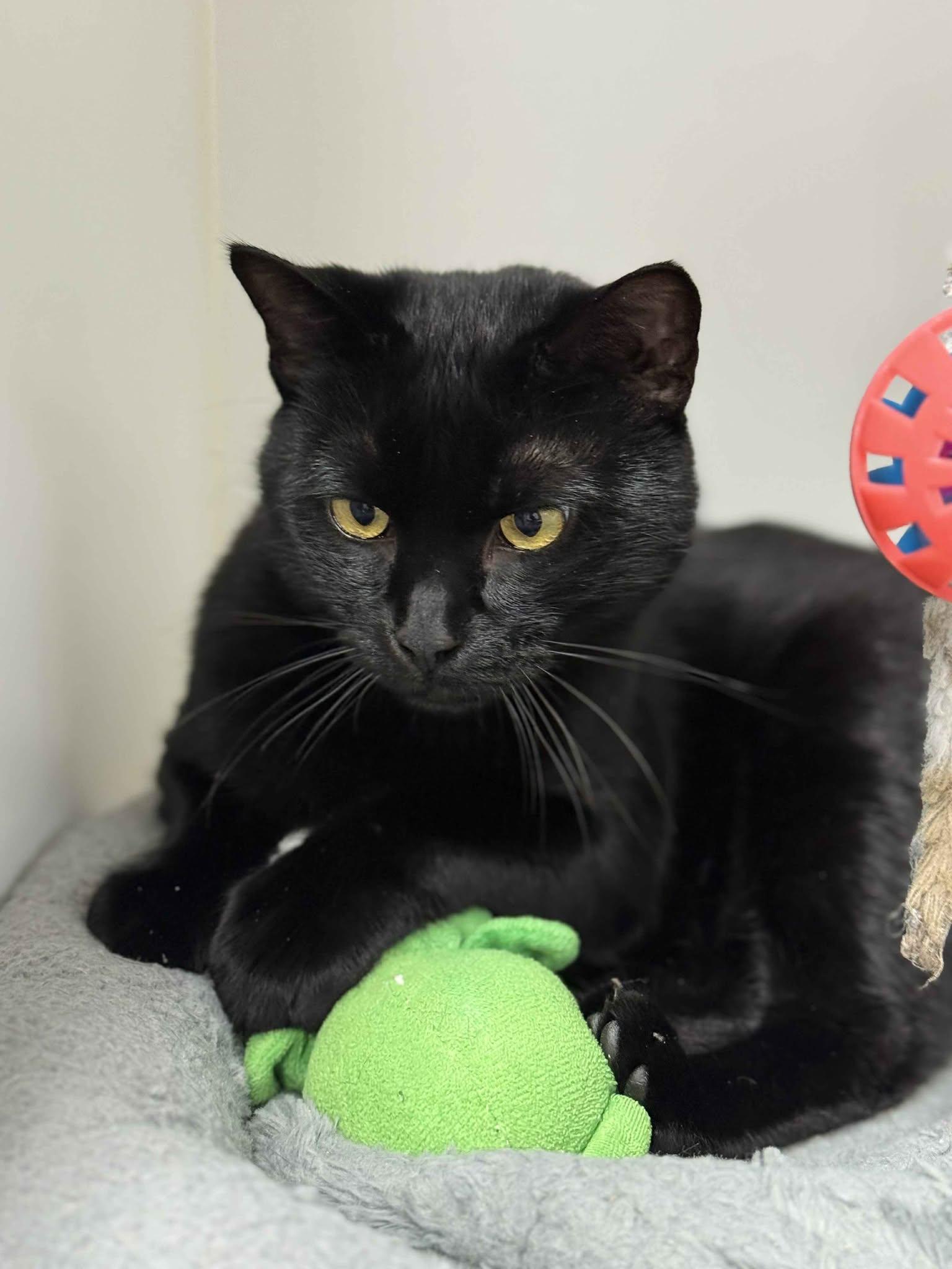 Enlarge Kulmer, a Adoptable Domestic Short Hair in Othello, WA image 4/5