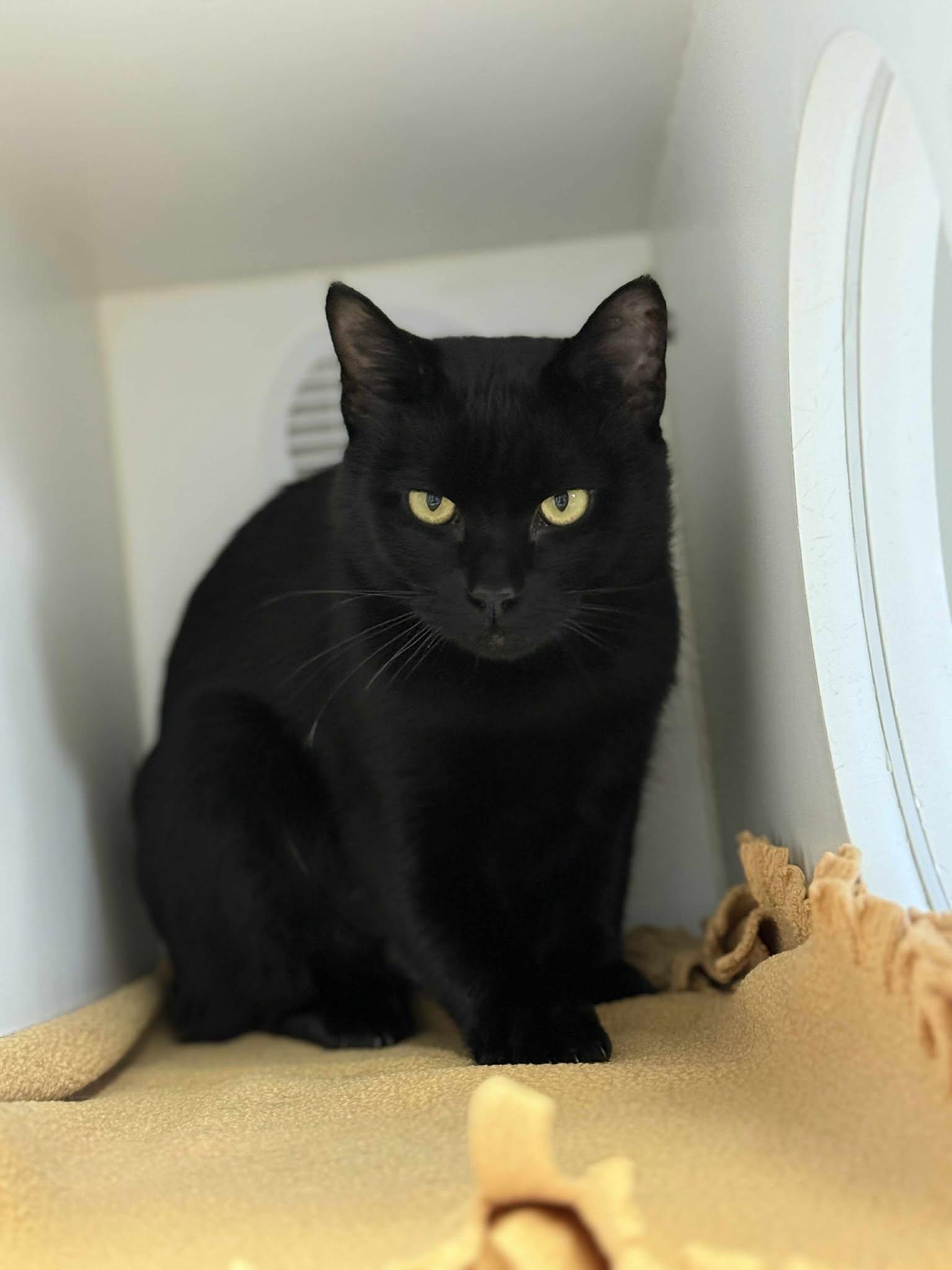 Enlarge Kulmer, a Adoptable Domestic Short Hair in Othello, WA image 5/5