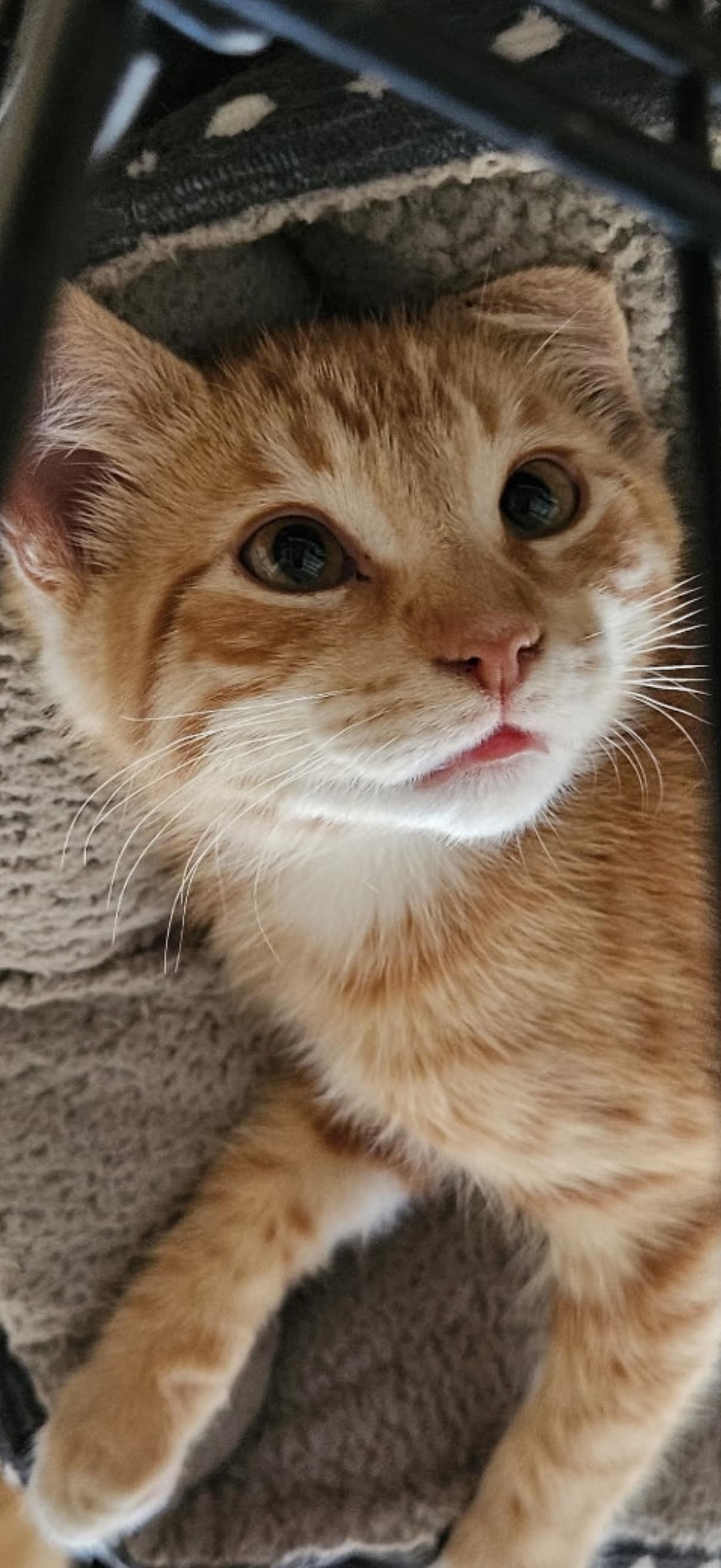 5 male orange kittens, an adoptable Domestic Short Hair in Reno, NV, 89508 | Photo Image 3