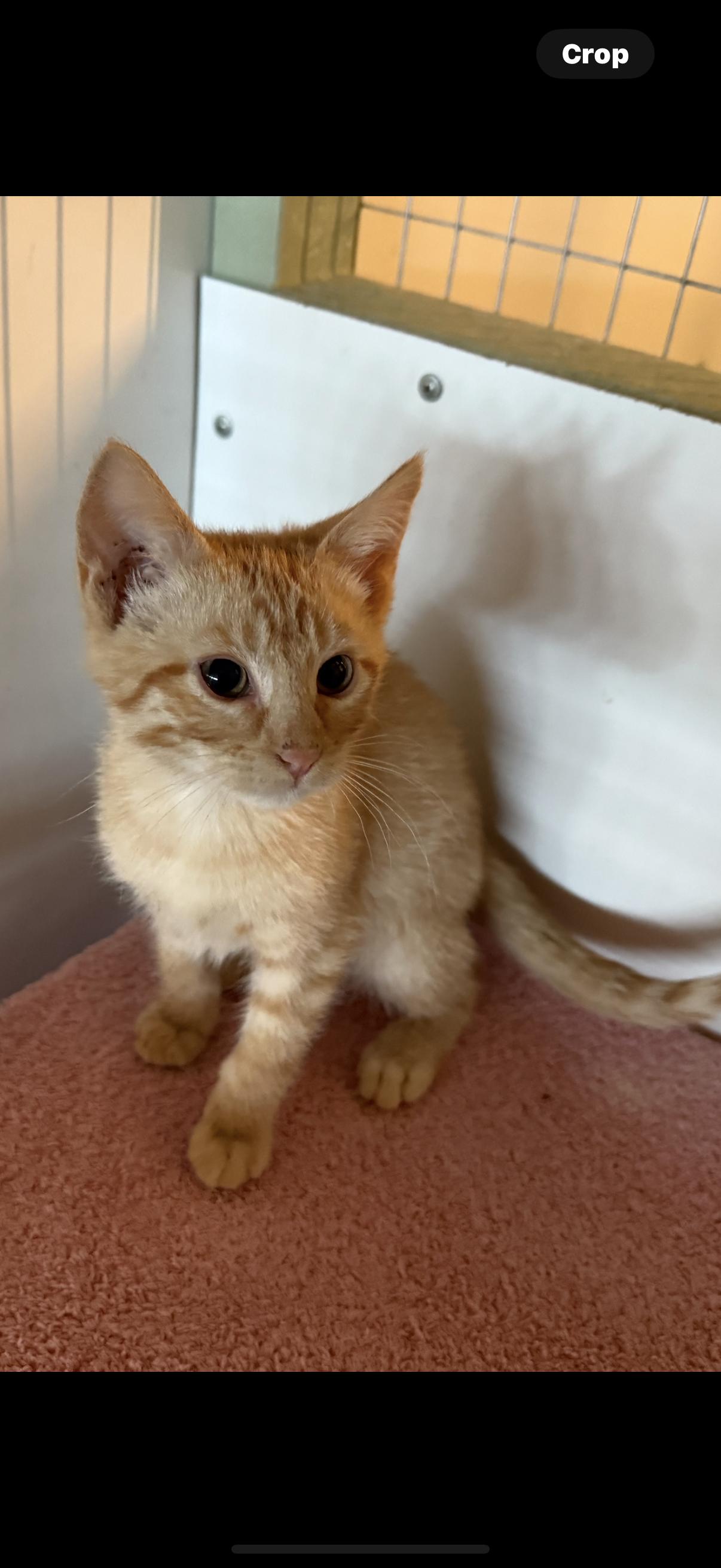 5 male orange kittens, an adoptable Domestic Short Hair in Reno, NV, 89508 | Photo Image 1