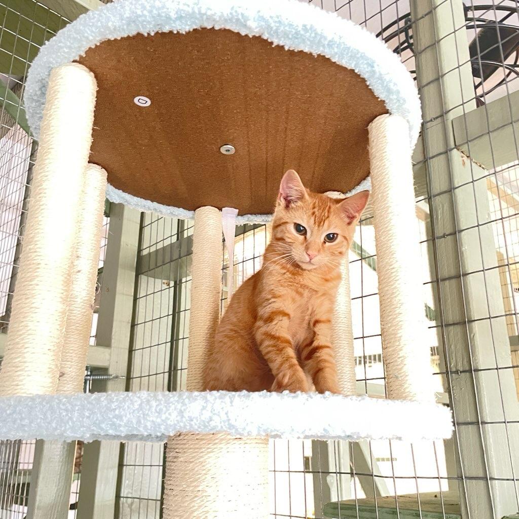 5 male orange kittens, an adoptable Domestic Short Hair in Reno, NV, 89508 | Photo Image 4