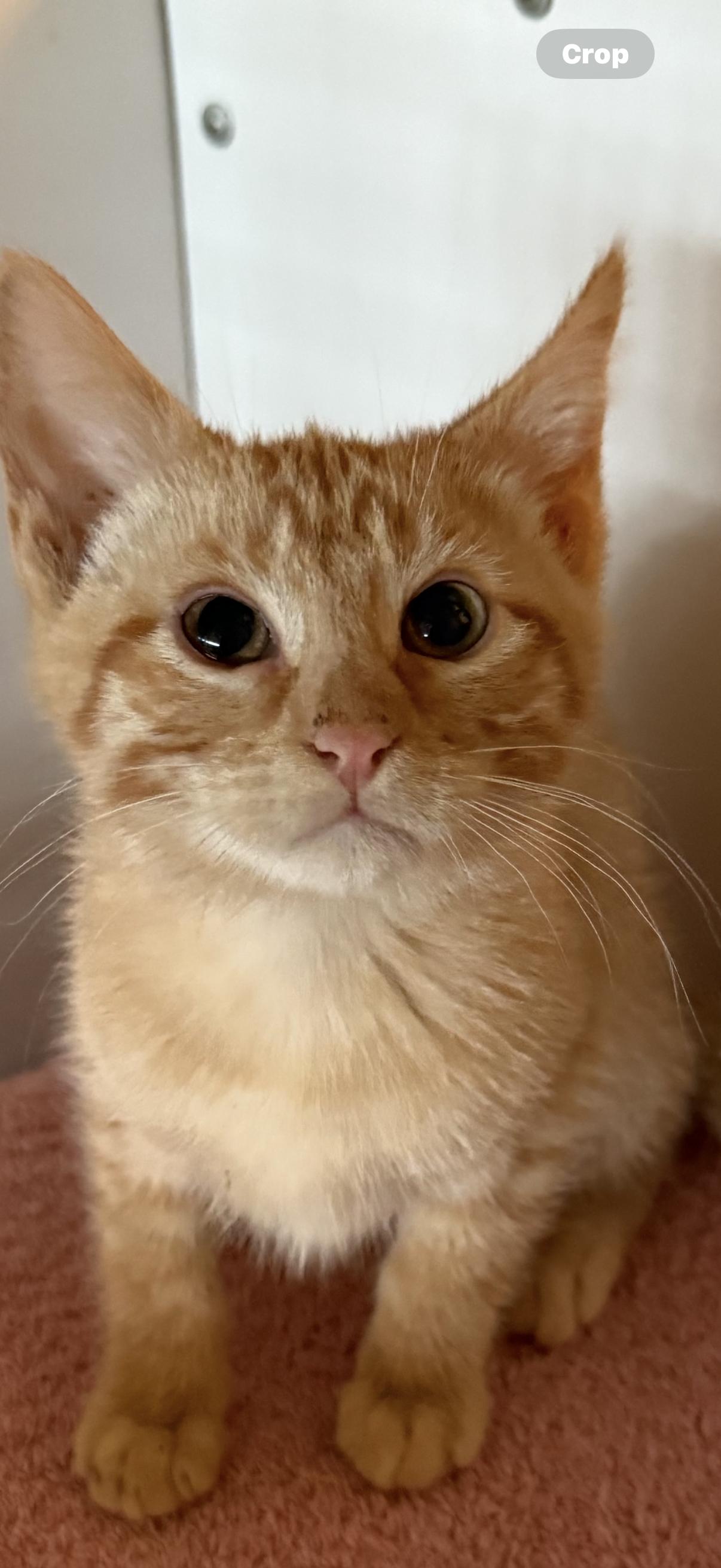 5 male orange kittens, an adoptable Domestic Short Hair in Reno, NV, 89508 | Photo Image 2