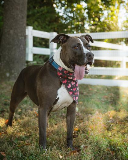 Baby Girl, Adoptable, Adult Female Mixed Breed & Mixed Breed.