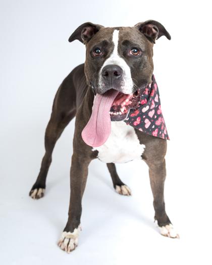 Enlarge Baby Girl, a Adoptable Mixed Breed in Cincinnati, OH image 2/3