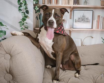 Enlarge Baby Girl, a Adoptable Mixed Breed in Cincinnati, OH image 3/3