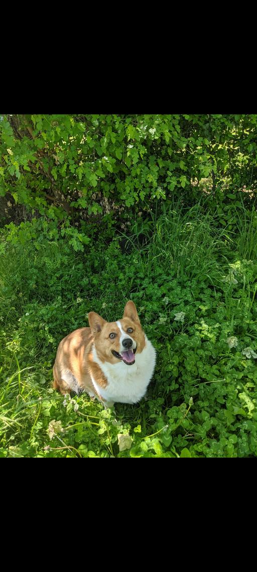 Enlarge Atlas, a Adoptable Corgi in Broken Arrow, OK image 2/4