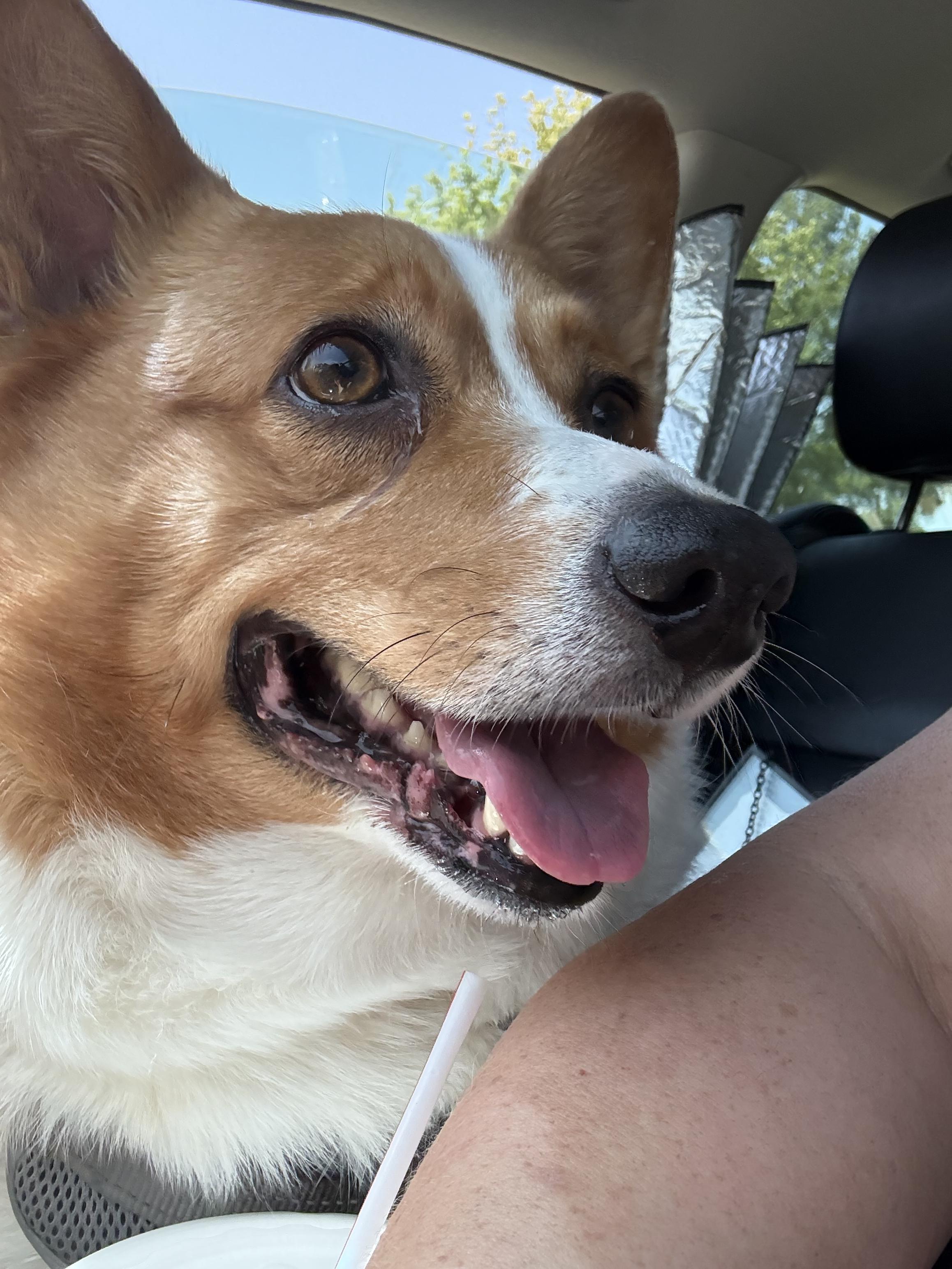 Enlarge Atlas, a Adoptable Corgi in Broken Arrow, OK image 3/4