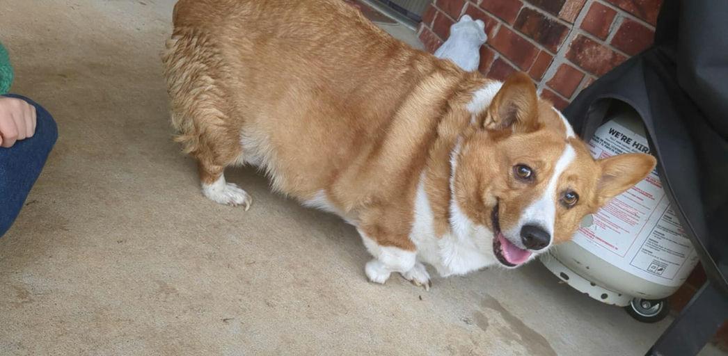 Enlarge Atlas, a Adoptable Corgi in Broken Arrow, OK image 4/4