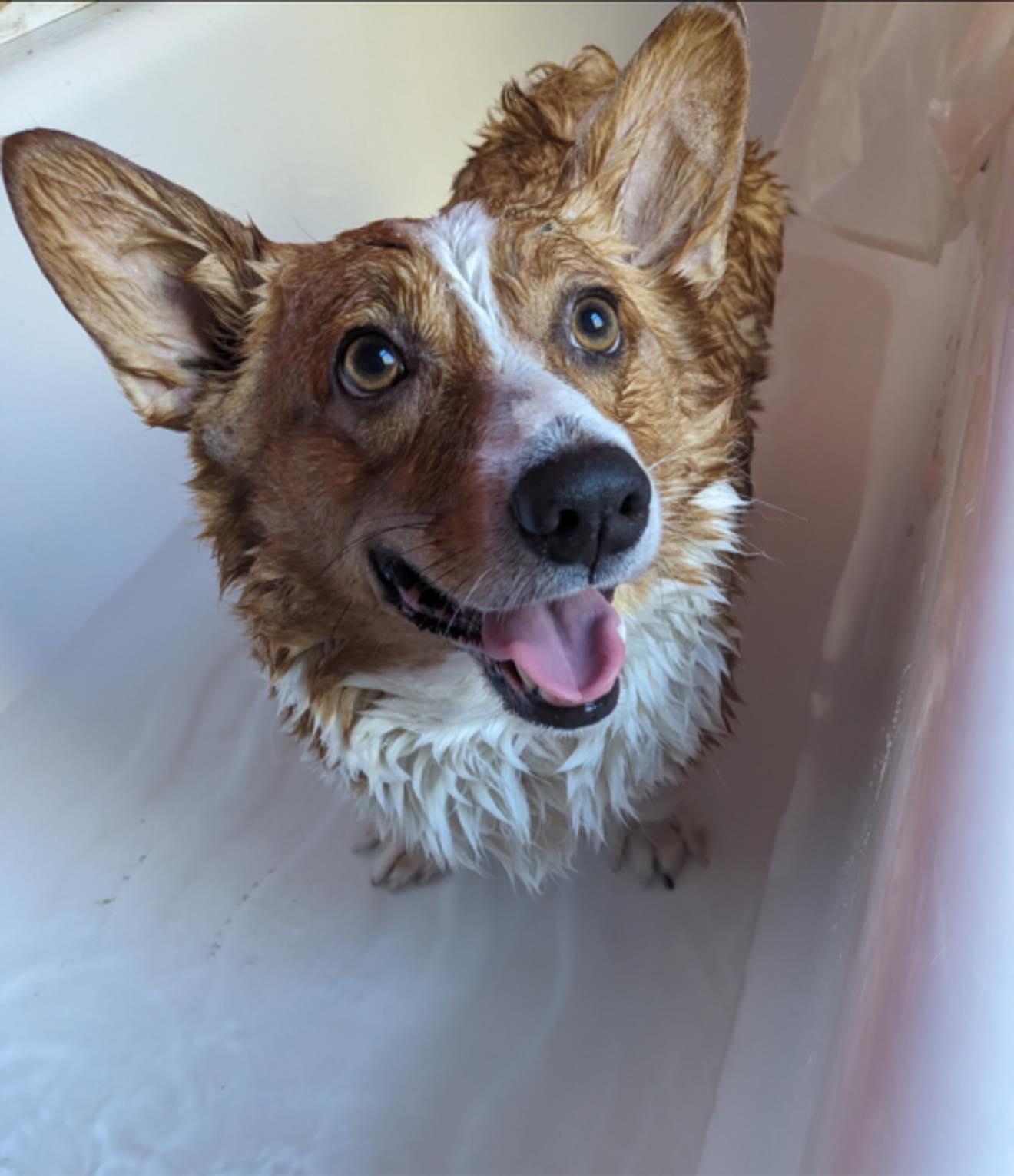 Enlarge Atlas, a Adoptable Corgi in Broken Arrow, OK image 1/4