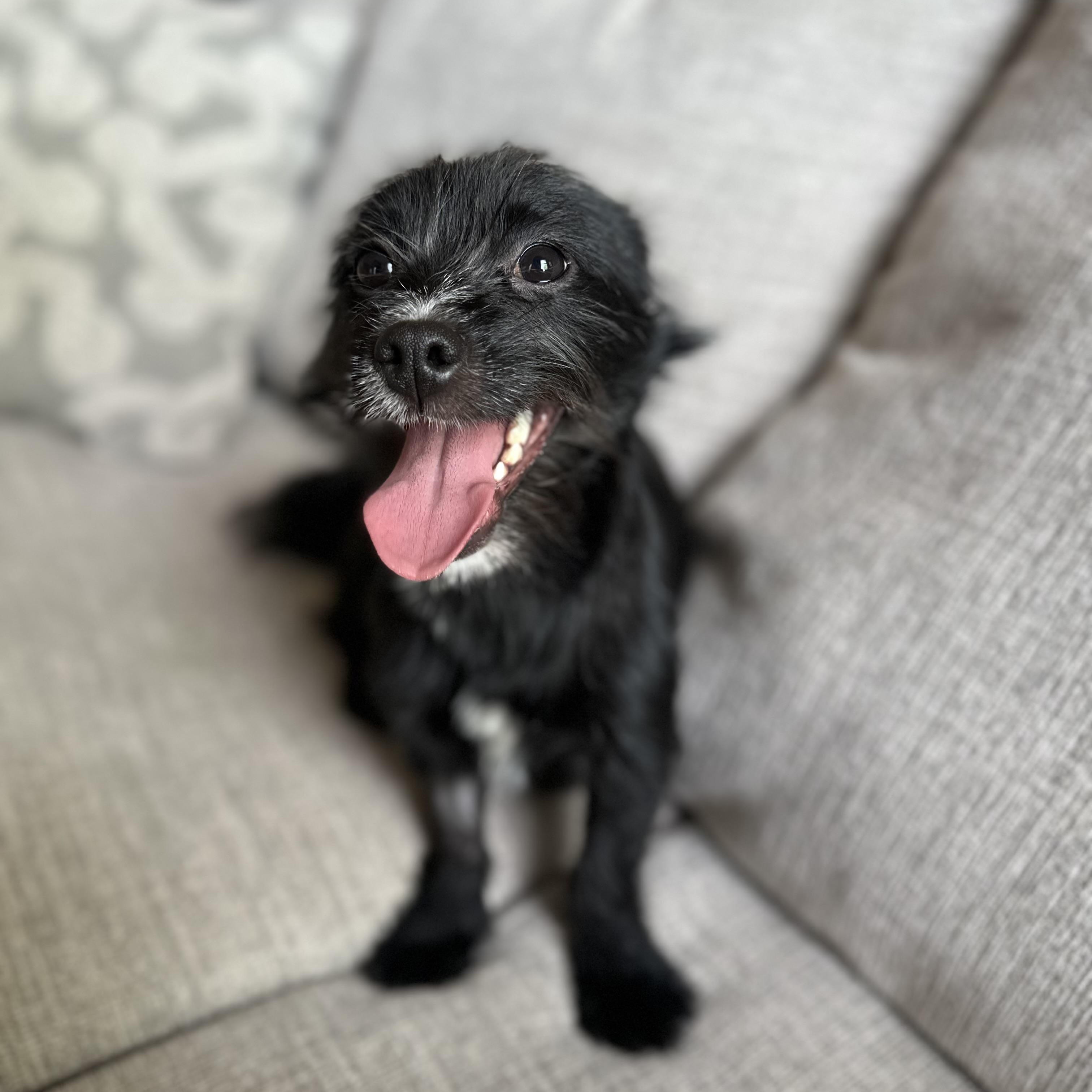 Kim Possible , ADOPTABLE, Puppy Female Terrier & Chihuahua.