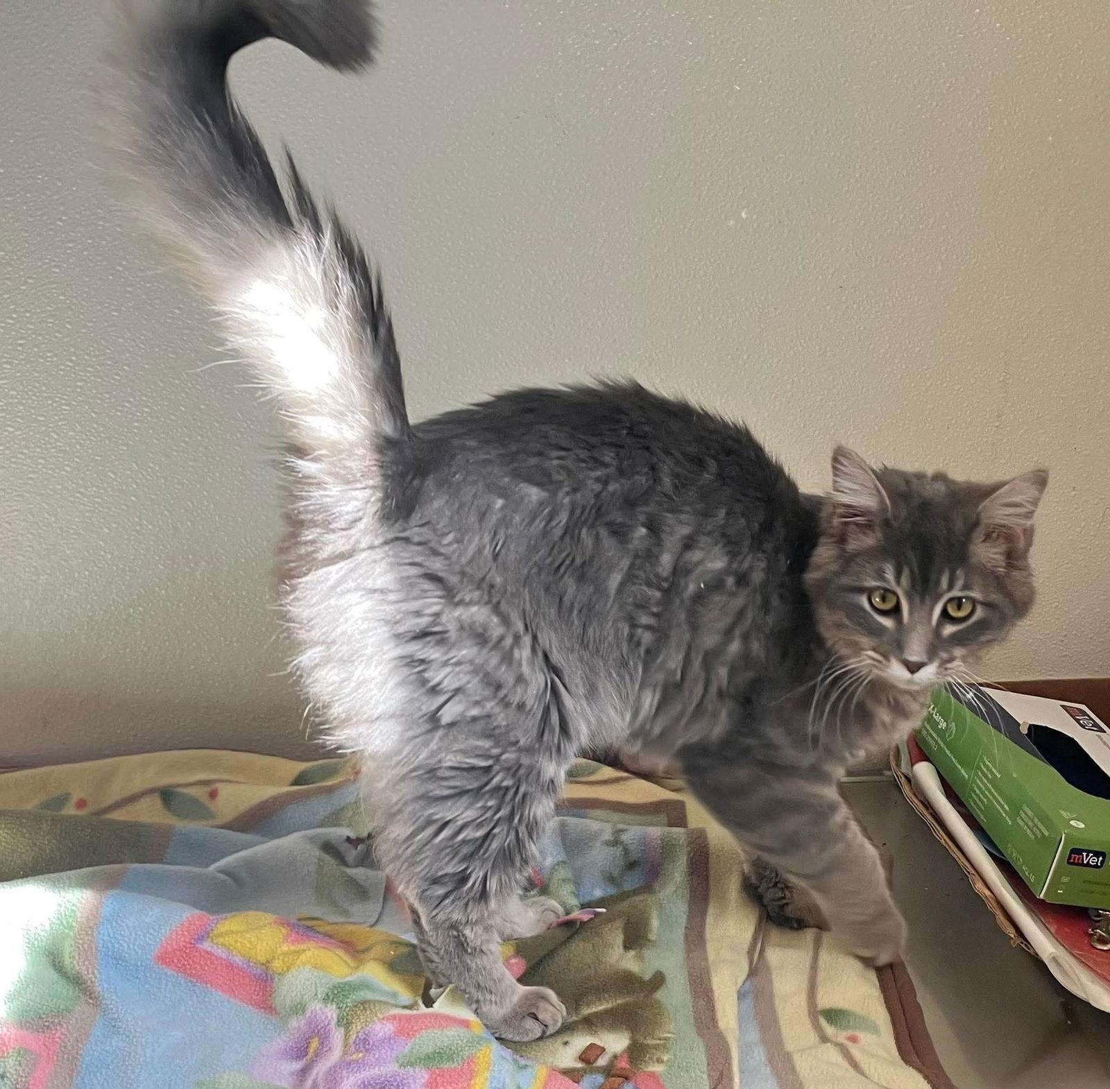 Whiskey - Long Hair Gray Cat - #20, Adoptable, Adult Female Domestic Long Hair.