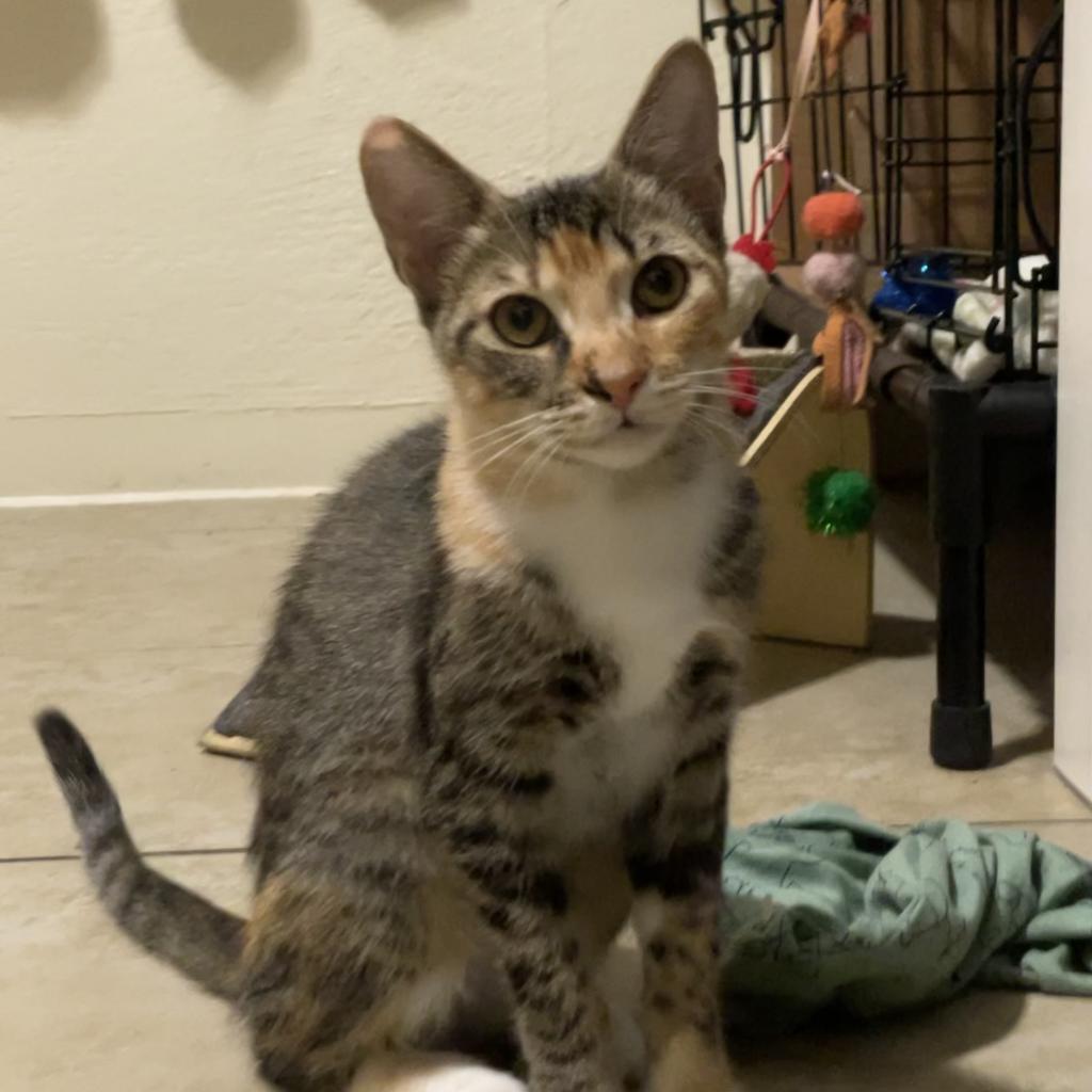 Kali — thumbnail 2