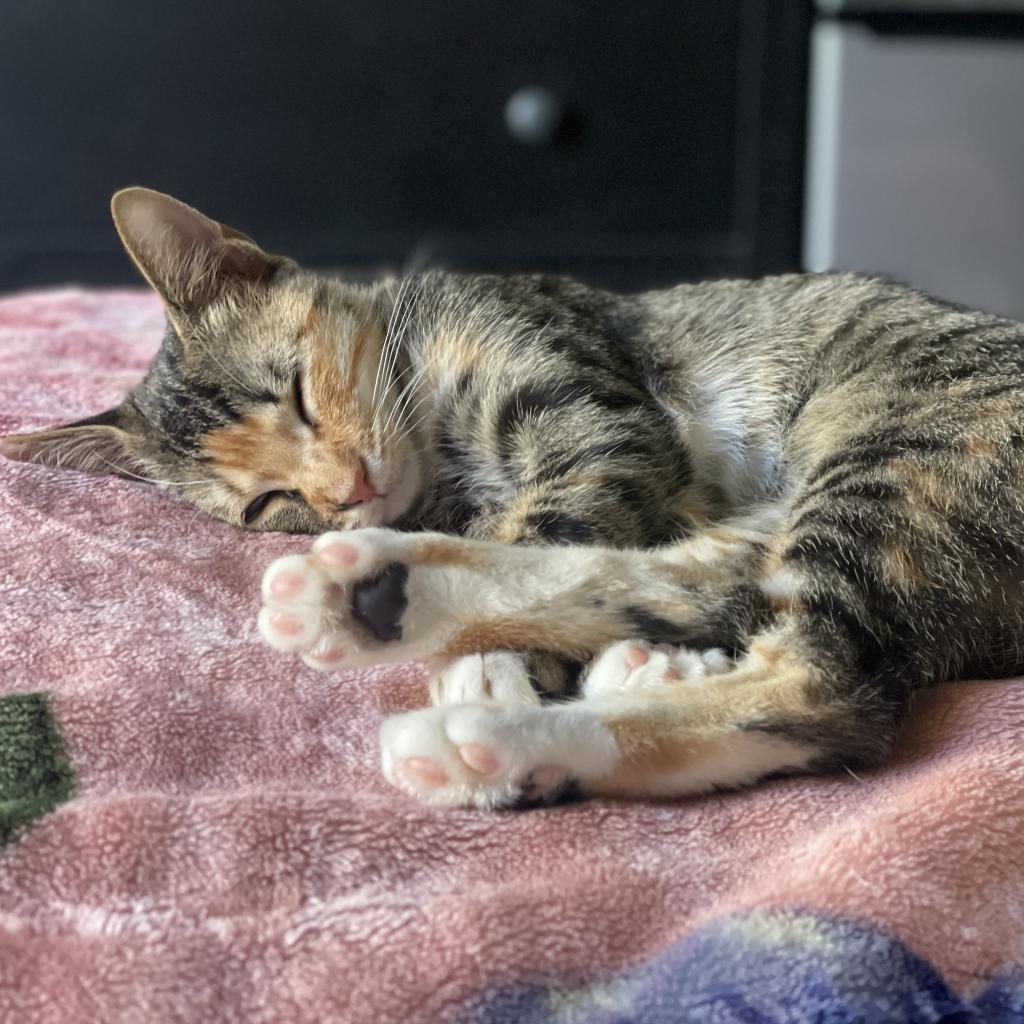 Kali — thumbnail 3