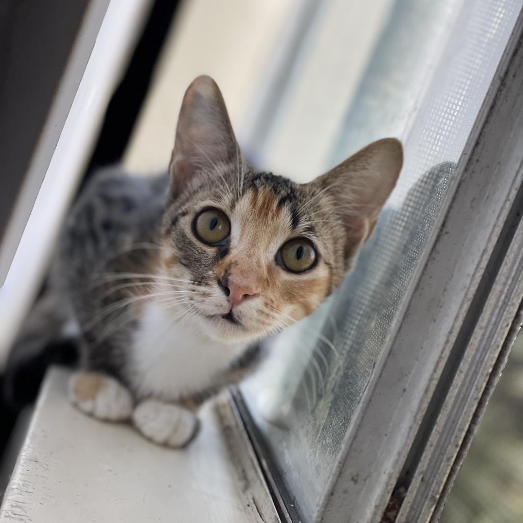 Kali — thumbnail 4