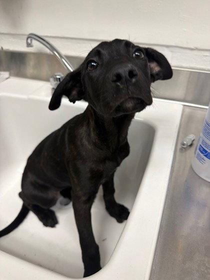Jolene, Adoptable, Puppy Female Dutch Shepherd.