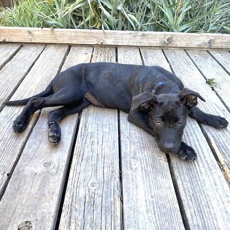 Enlarge Jolene, a Adoptable Dutch Shepherd in Oakland, CA image 2/2
