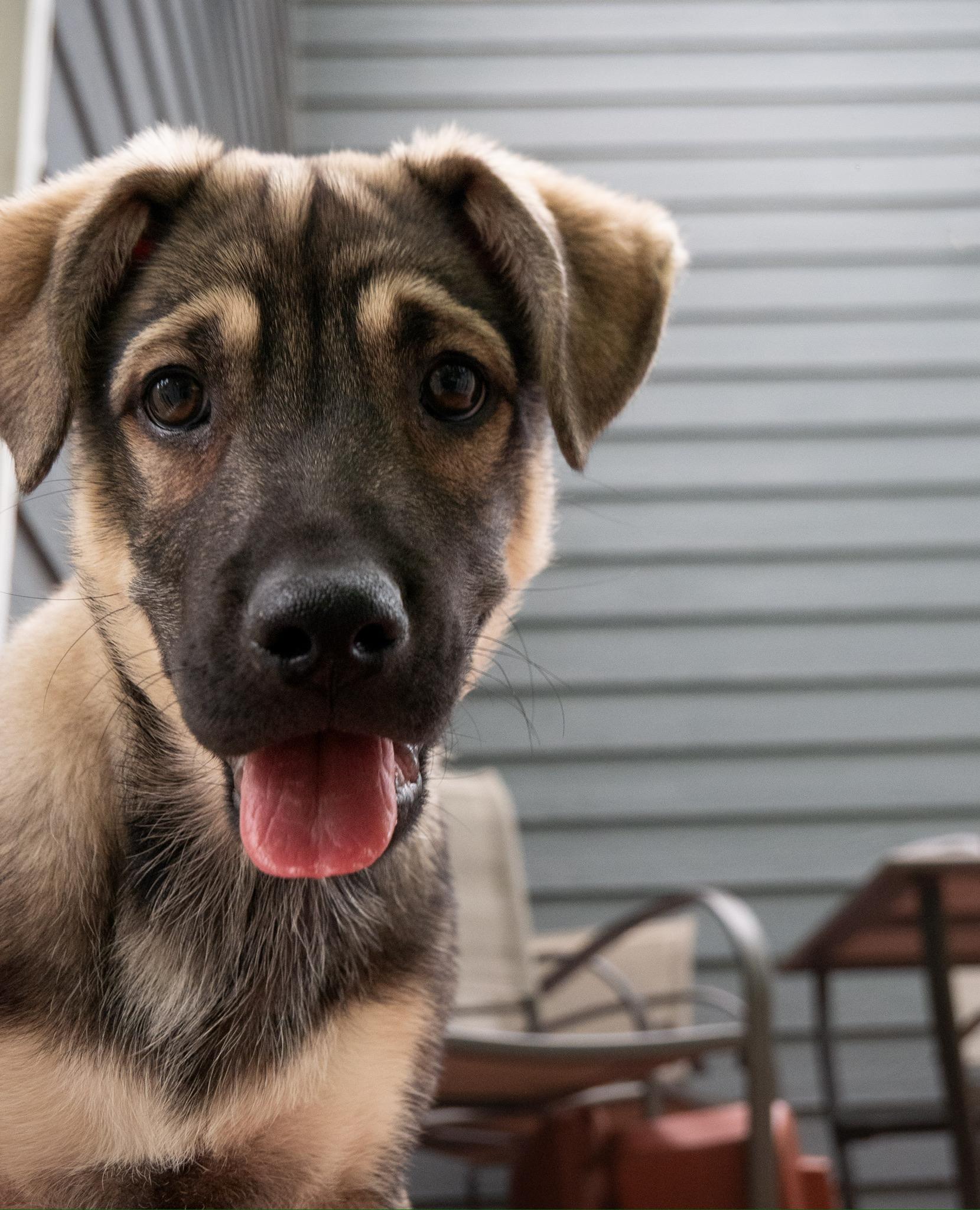 Chad, Adoptable, Puppy Male German Shepherd Dog.