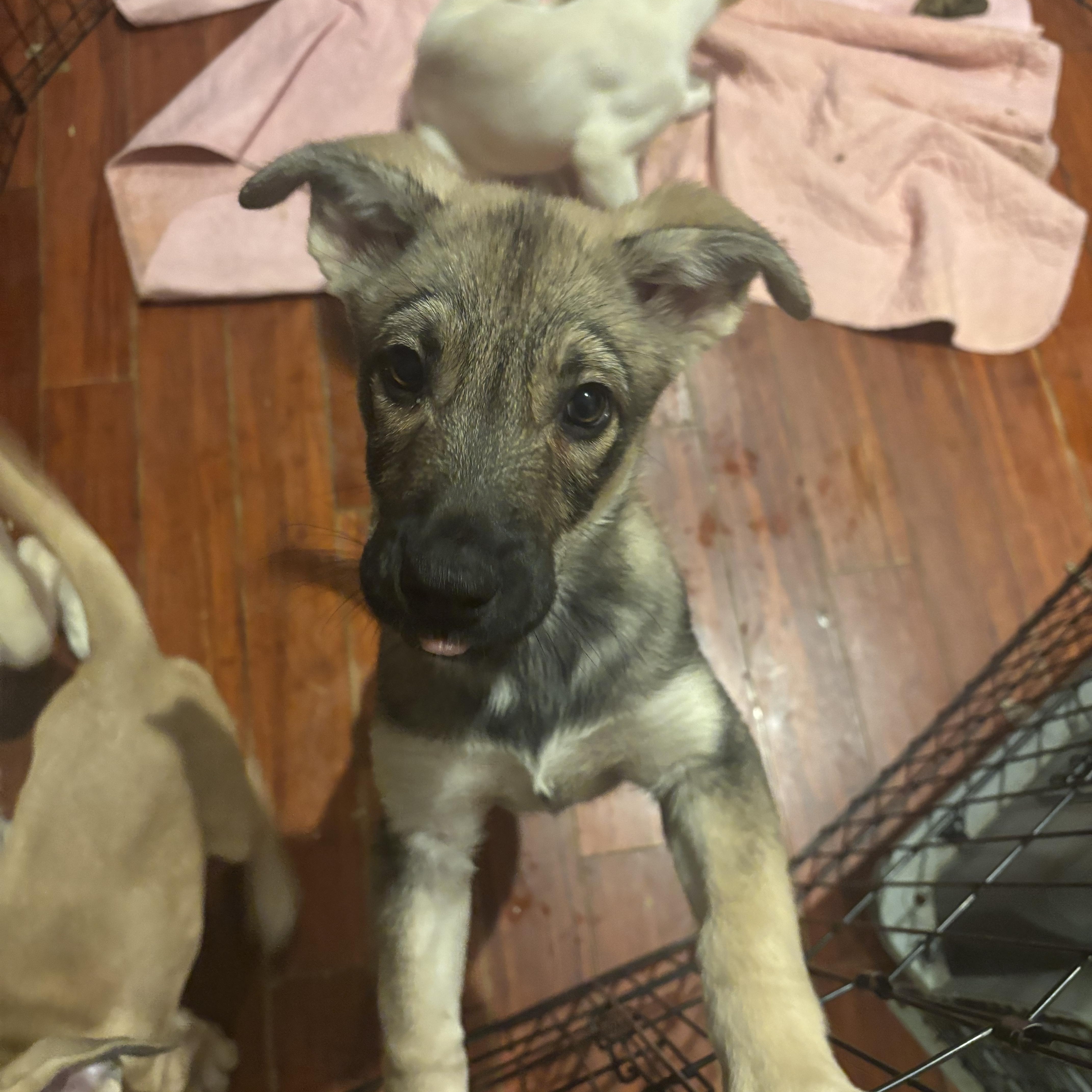 Chad, Adoptable, Puppy Male German Shepherd Dog.