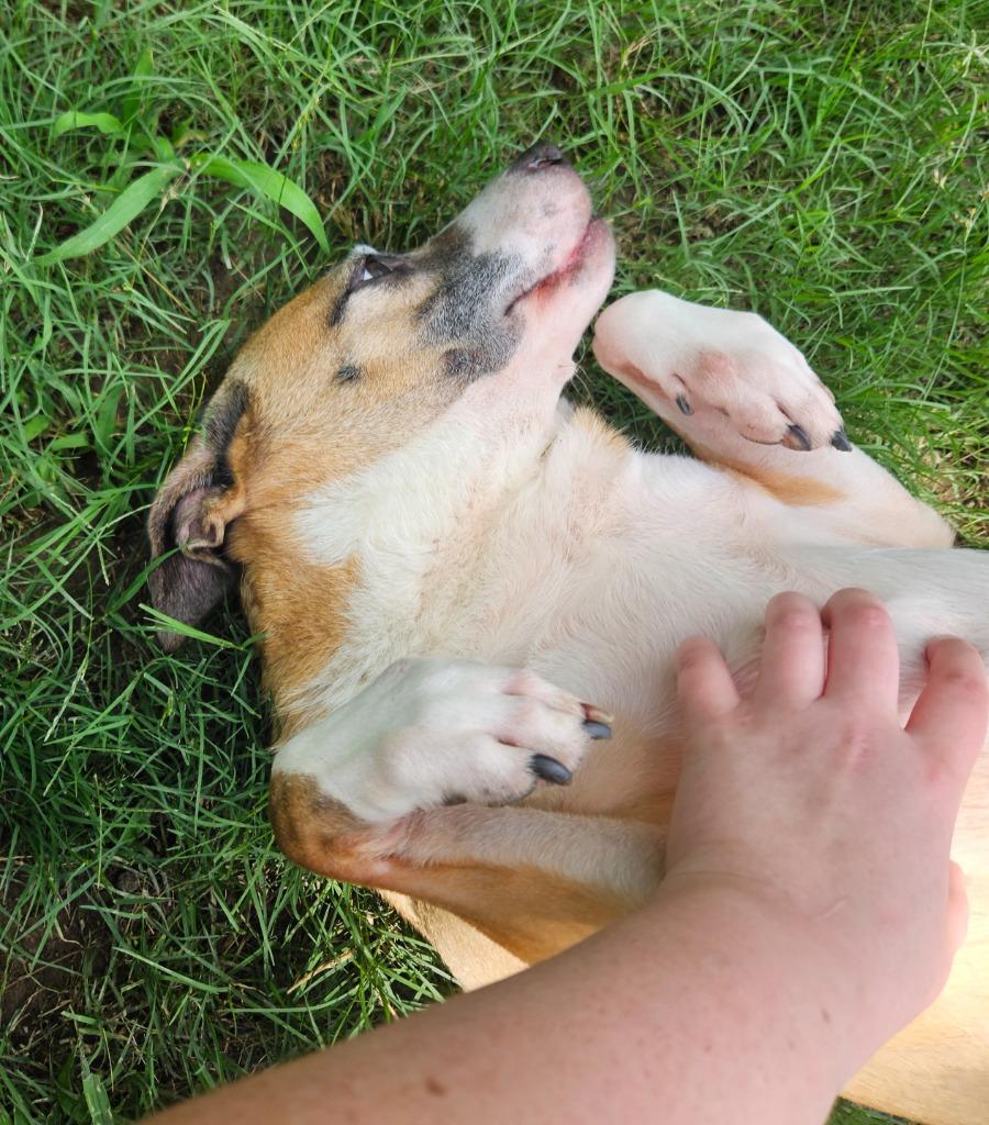 Goldie, a Adoptable mixed breed in Sherwood, AR image 2/6