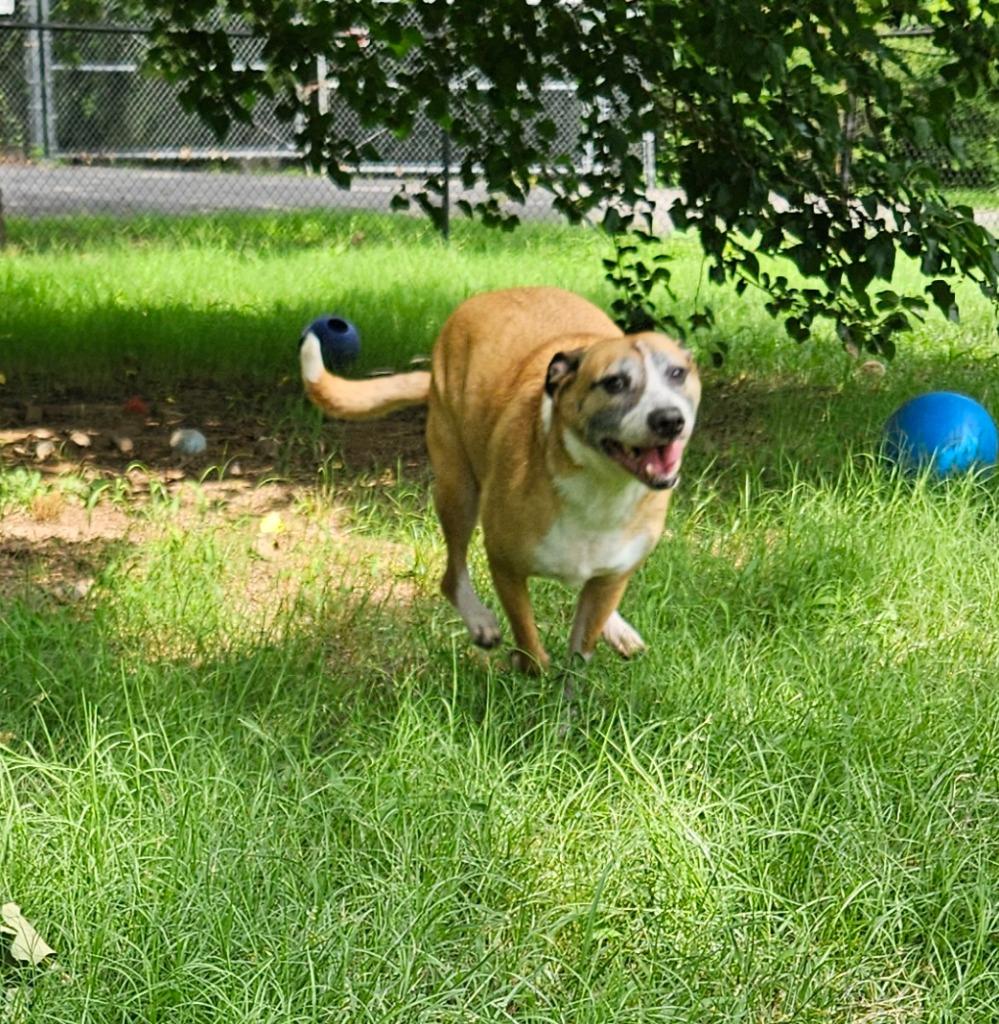 Goldie, a Adoptable mixed breed in Sherwood, AR image 3/6