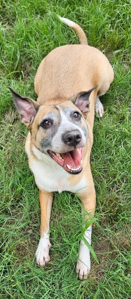 Goldie, a Adoptable mixed breed in Sherwood, AR image 4/6