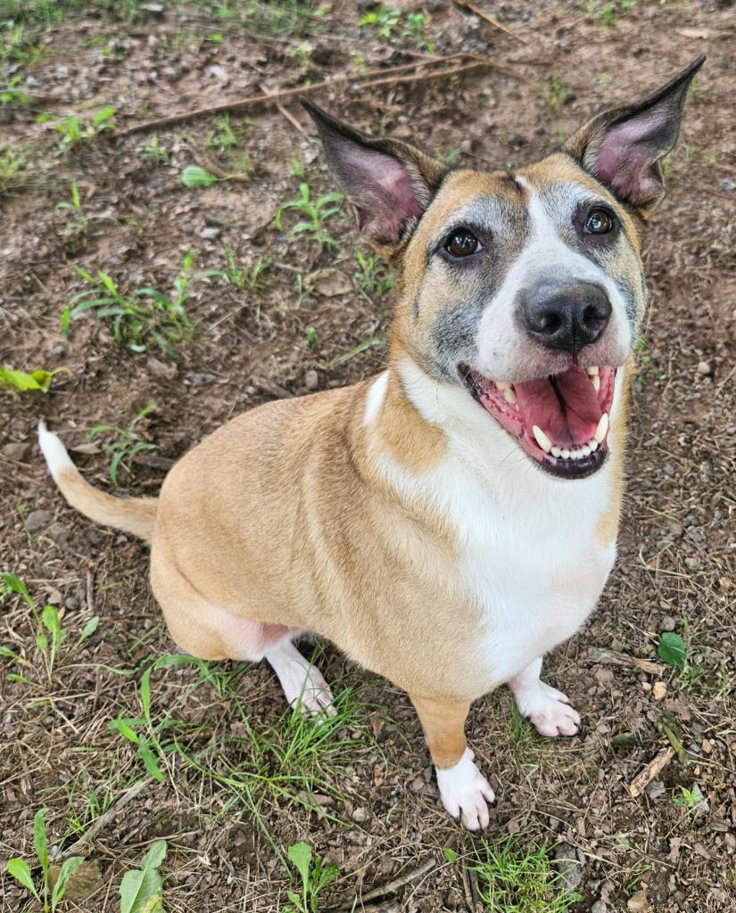 Goldie, a Adoptable mixed breed in Sherwood, AR image 5/6