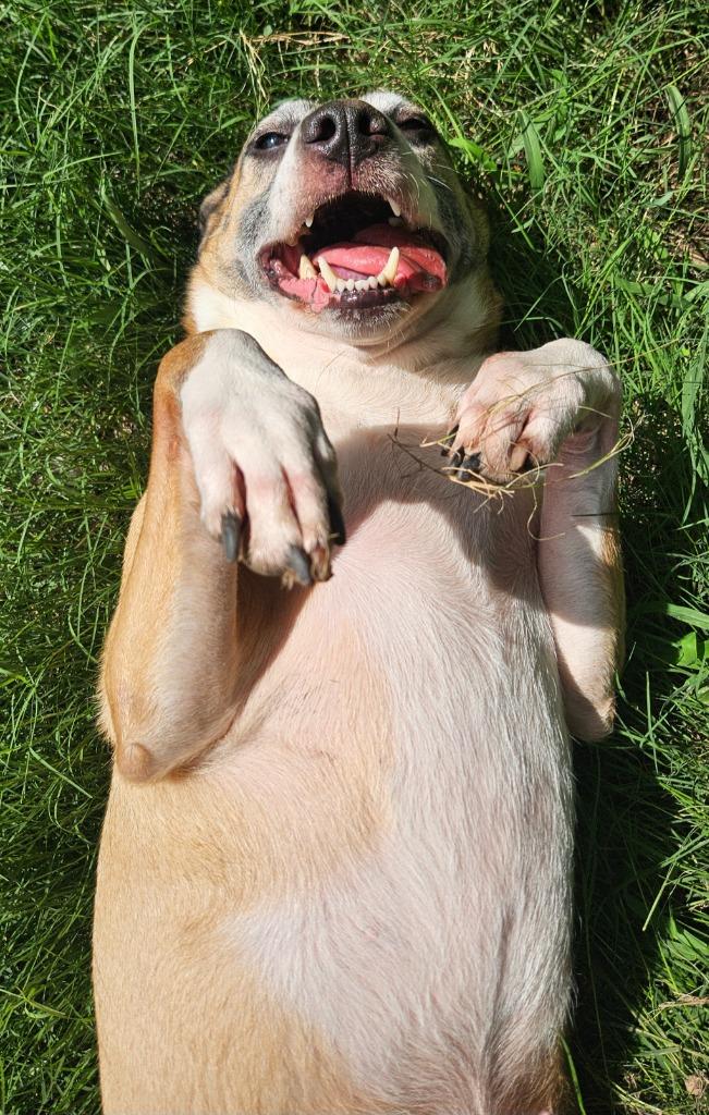 Goldie, a Adoptable mixed breed in Sherwood, AR image 6/6
