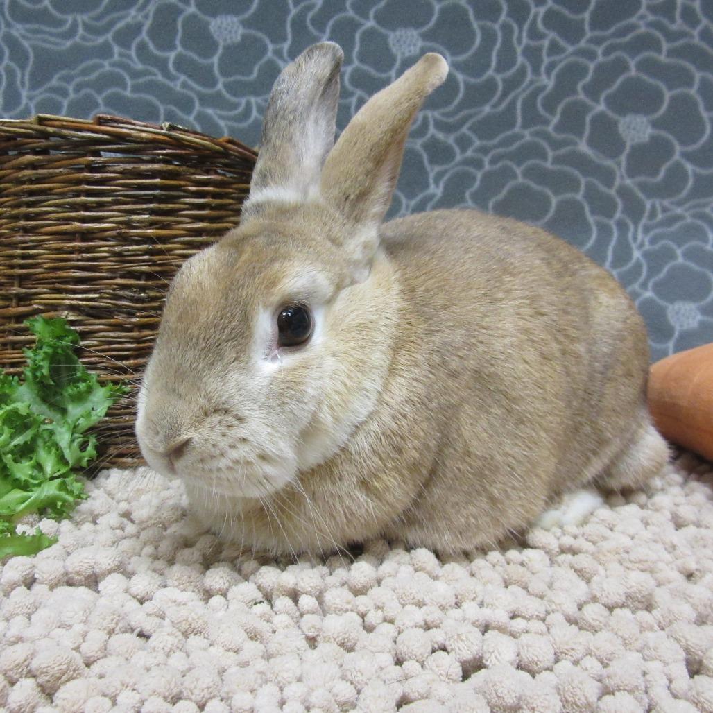 Enlarge Flannery, a Adoptable Harlequin in Newport, PA image 1/5