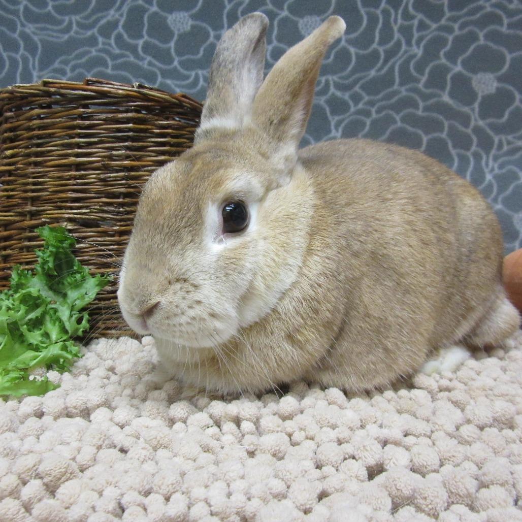 Enlarge Flannery, a Adoptable Harlequin in Newport, PA image 2/5