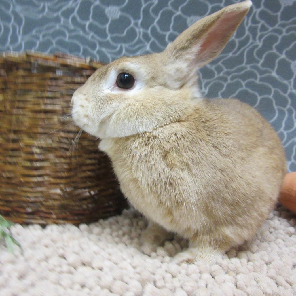 Enlarge Flannery, a Adoptable Harlequin in Newport, PA image 4/5