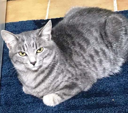 Lilly, Adoptable, Young Female Domestic Short Hair.