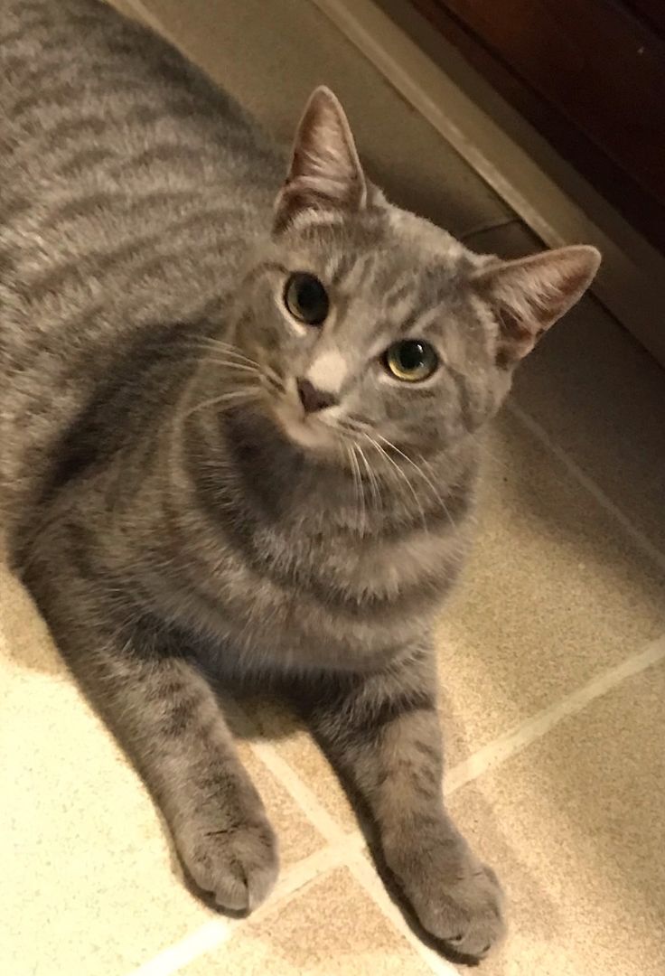 Lilly, a Adoptable Domestic Short Hair in Rochester, NY image 2/4