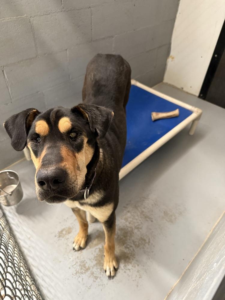 Seylla - Medical Hold, Adoptable, Adult Female Doberman Pinscher & Shar-Pei.