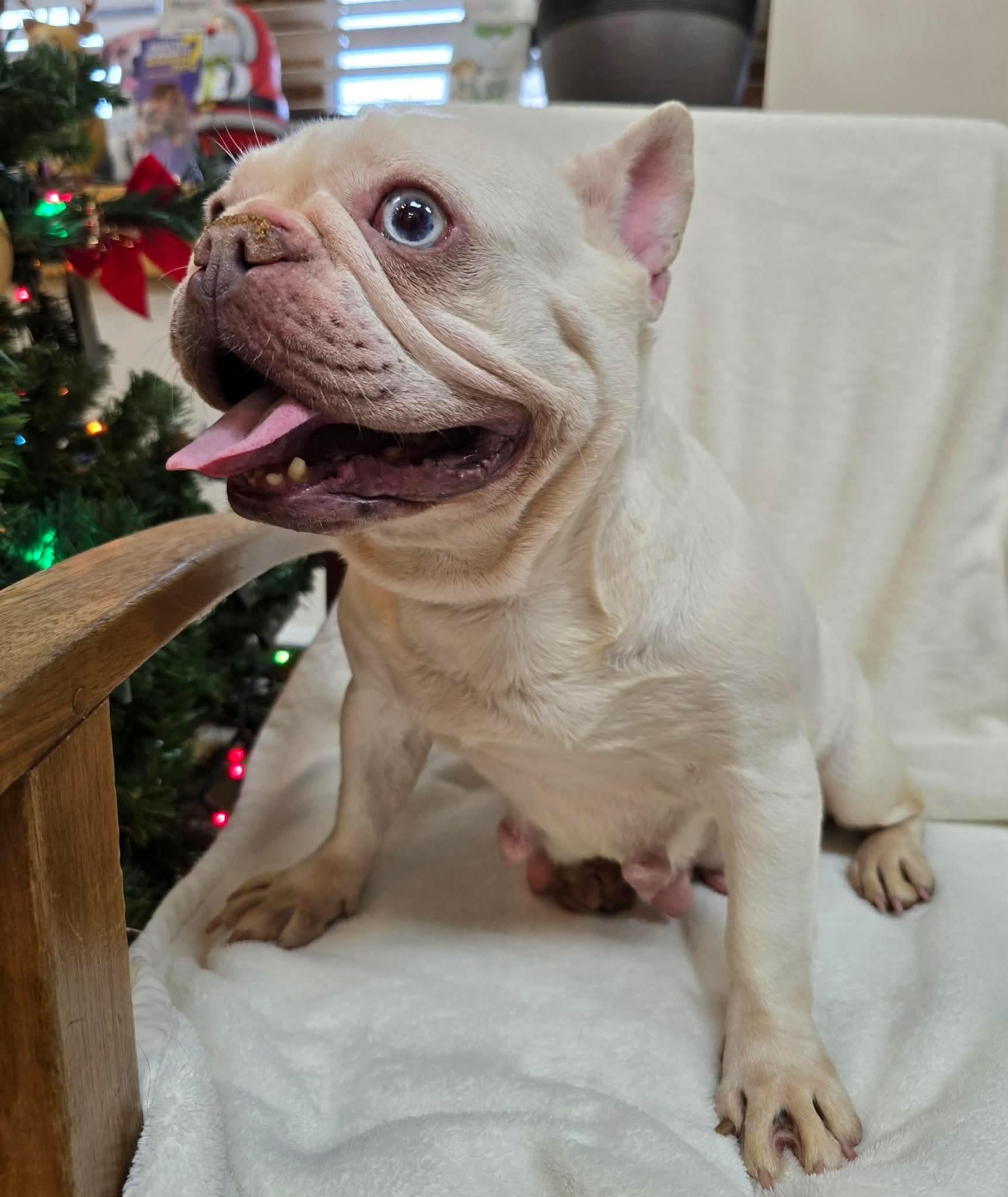 Lea, a ADOPTABLE French Bulldog in St. Clairsville, OH image 3/3