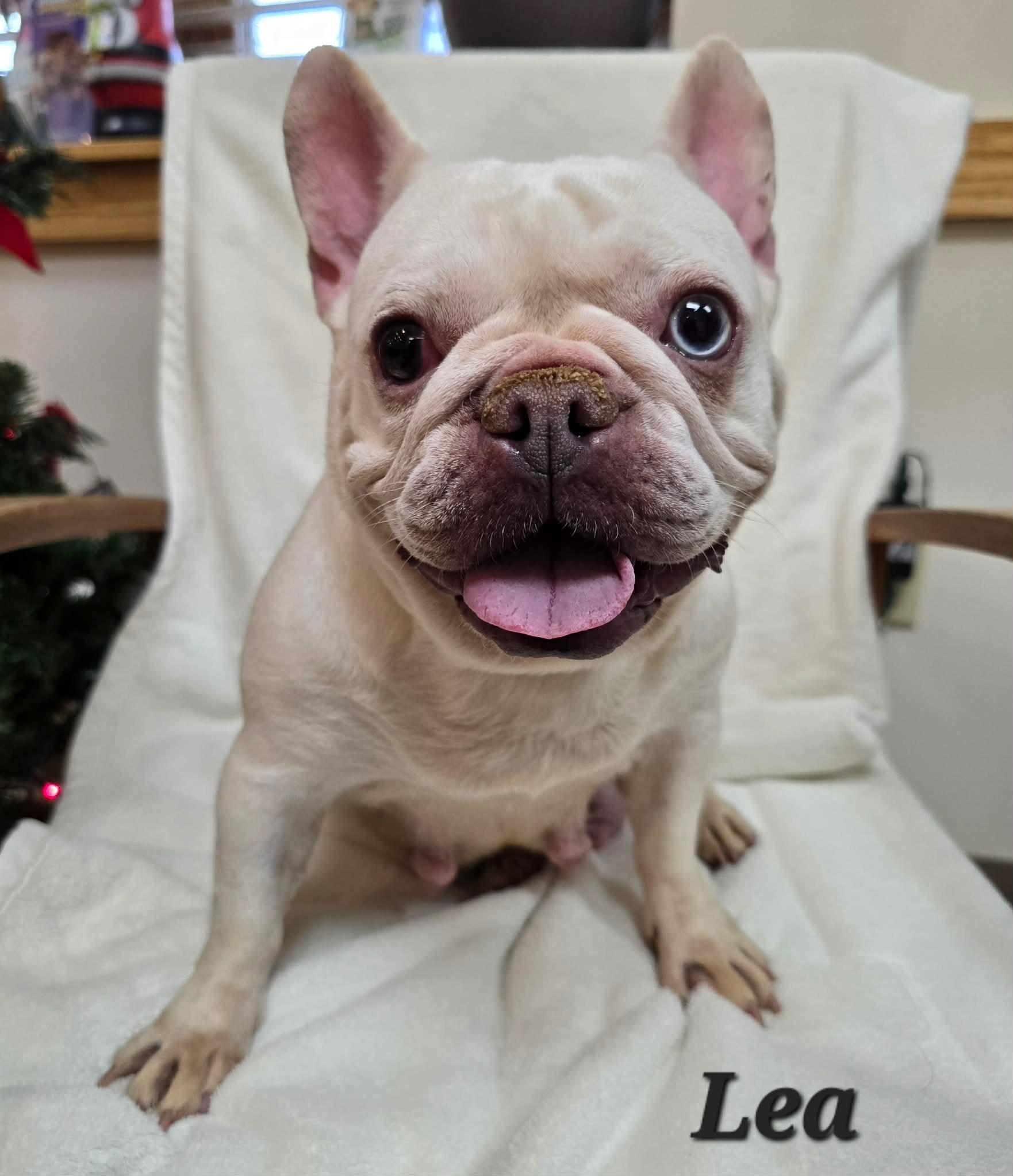 Lea, a ADOPTABLE French Bulldog in St. Clairsville, OH image 1/3