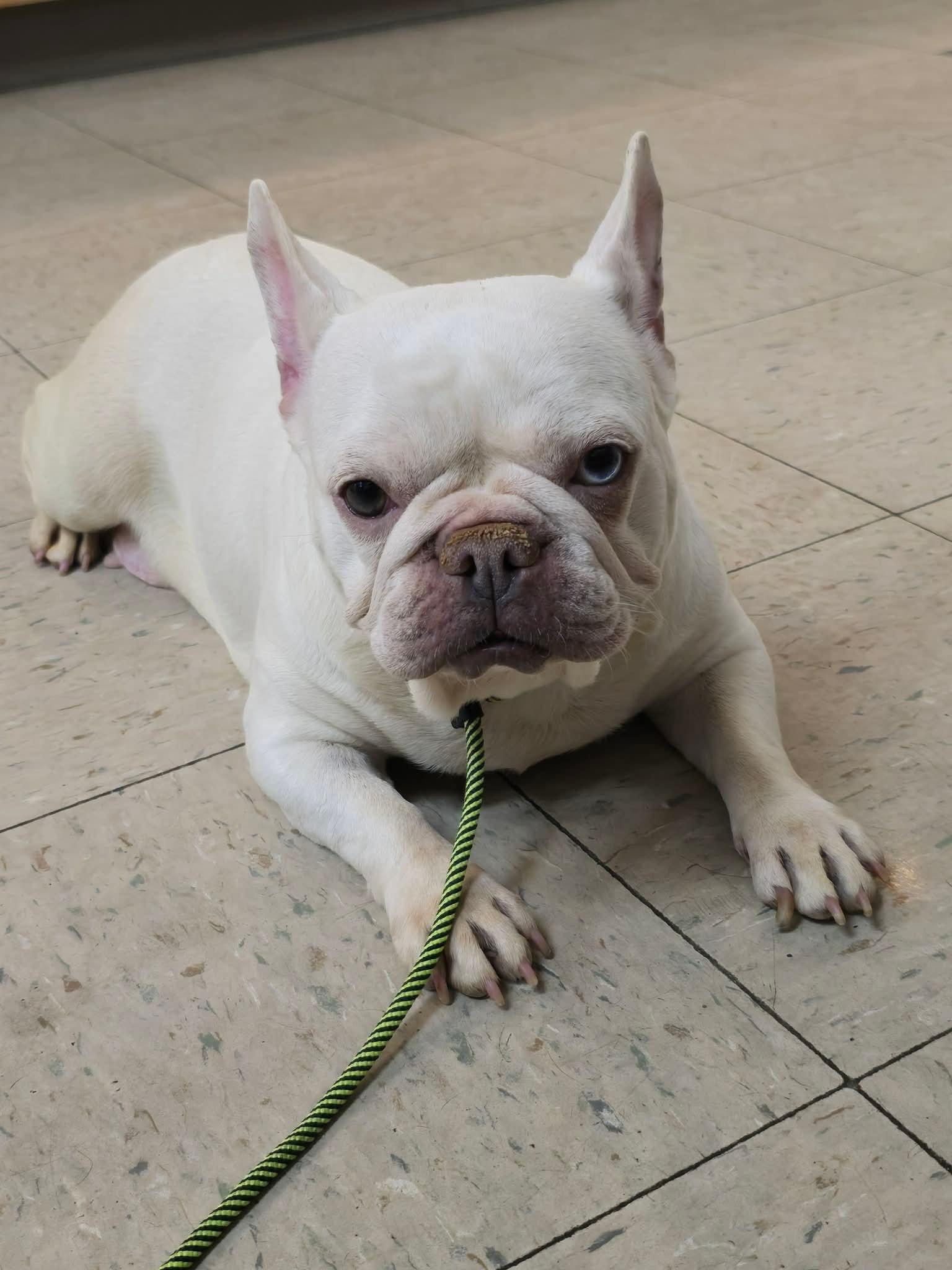 Lea, a ADOPTABLE French Bulldog in St. Clairsville, OH image 2/3