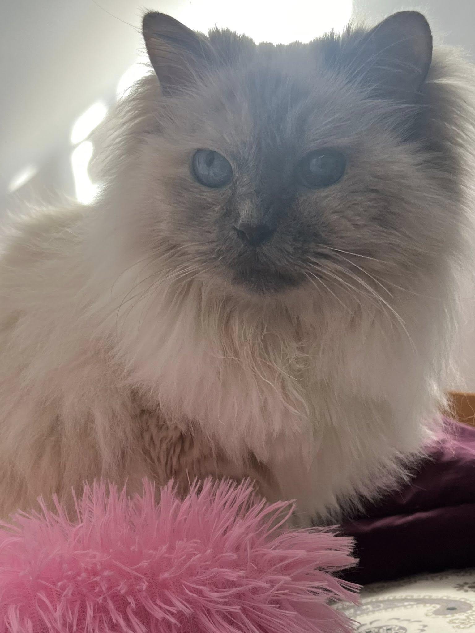 Enlarge Sabine, a Adoptable Ragdoll in Montreal, QC image 3/6
