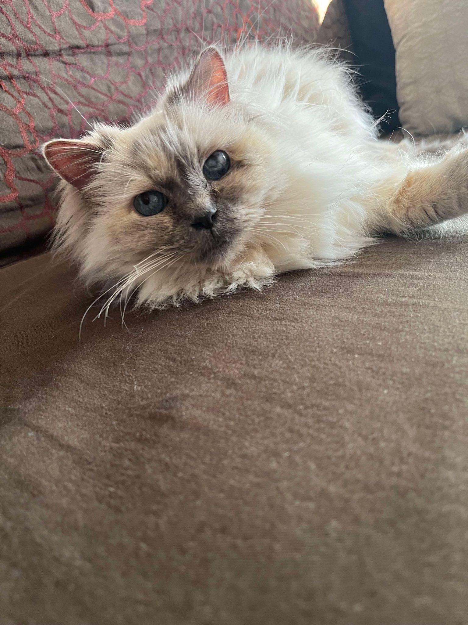 Enlarge Sabine, a Adoptable Ragdoll in Montreal, QC image 5/6