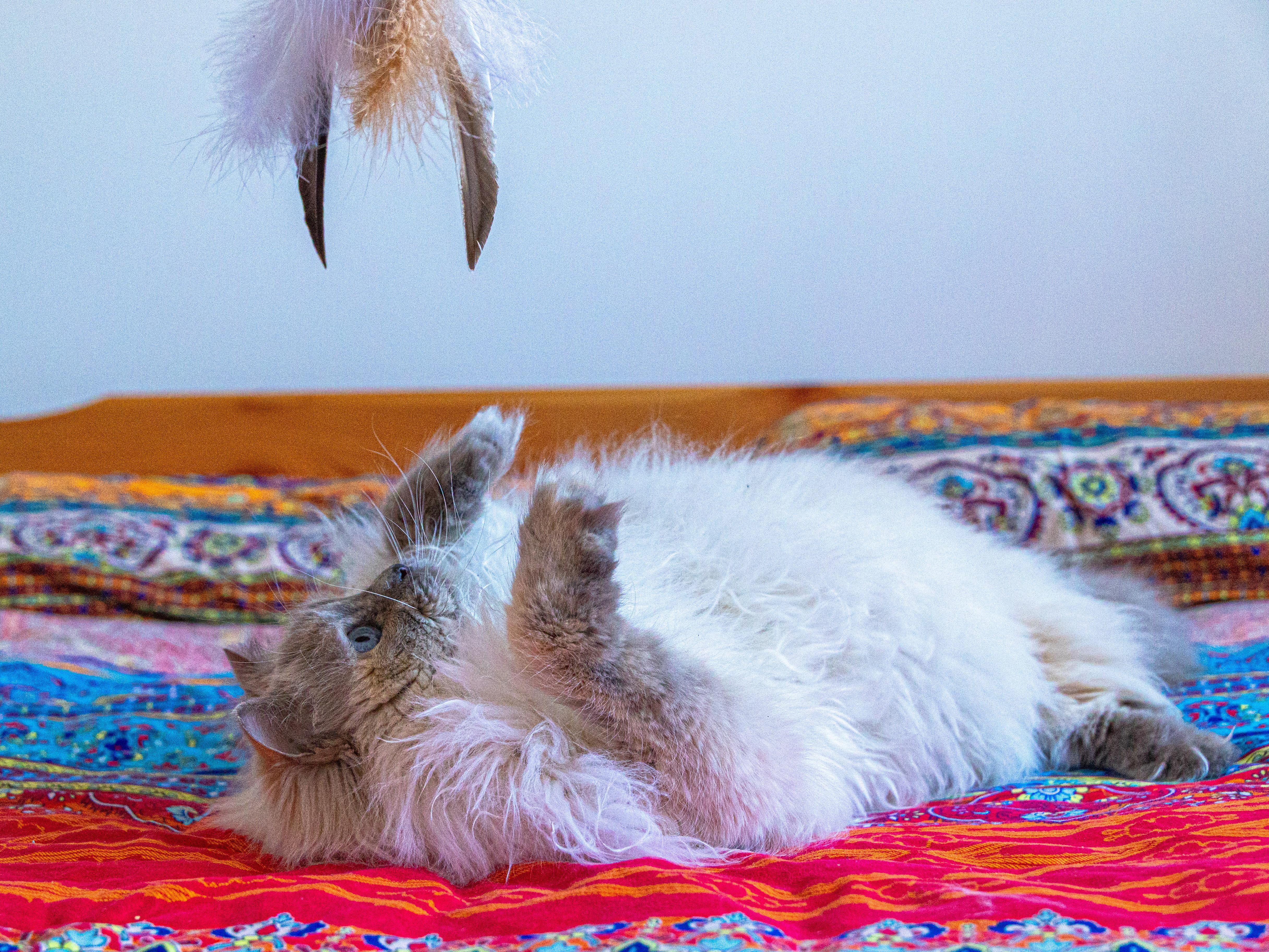 Sabine, a Adoptable Ragdoll in Montreal, QC image 3/6