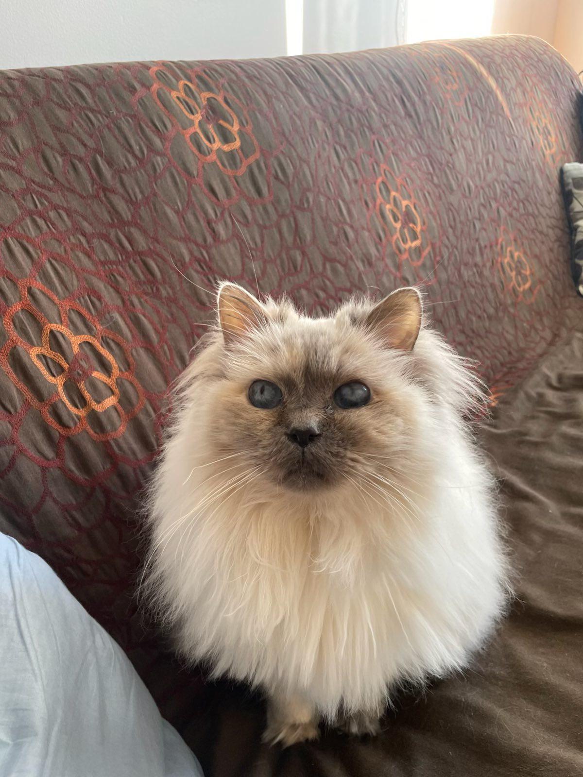 Enlarge Sabine, a Adoptable Ragdoll in Montreal, QC image 1/6
