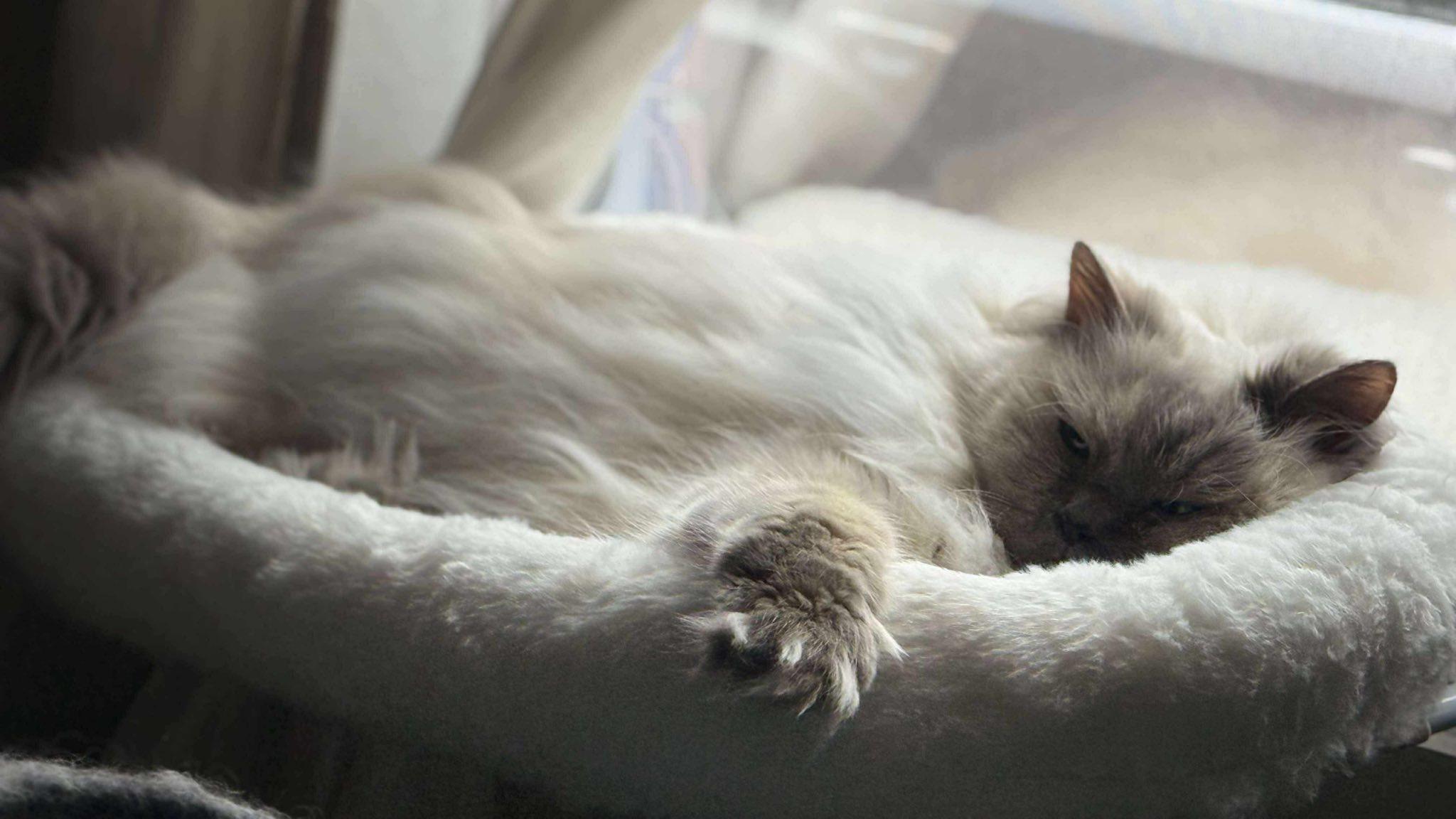 Enlarge Sabine, a Adoptable Ragdoll in Montreal, QC image 4/6