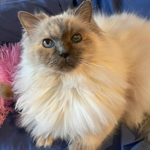 Sabine, Adoptable, Senior Female Ragdoll.