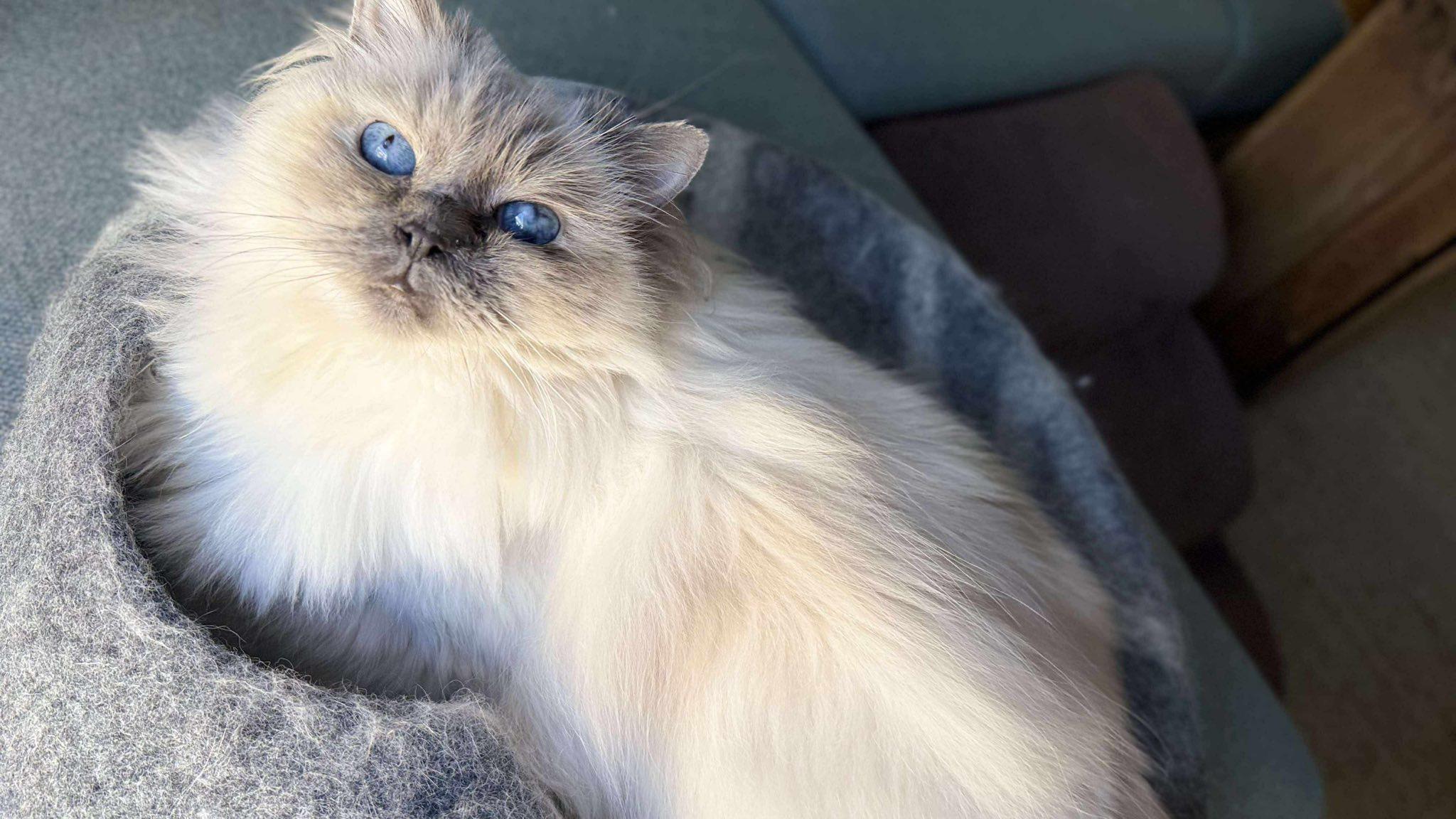 Enlarge Sabine, a Adoptable Ragdoll in Montreal, QC image 6/6