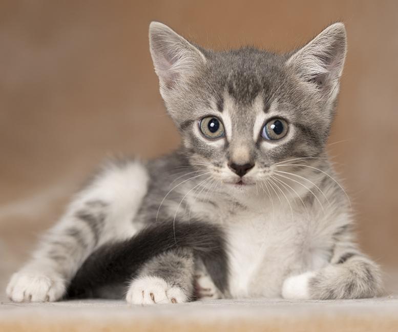 Enlarge Dudette, a Adoptable Domestic Short Hair in Chicago, IL image 1/4