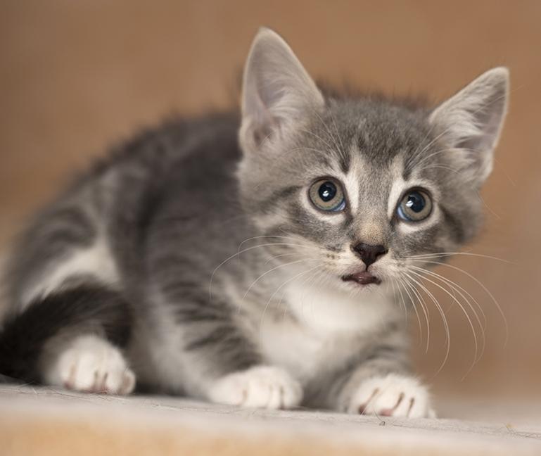 Enlarge Dudette, a Adoptable Domestic Short Hair in Chicago, IL image 4/4