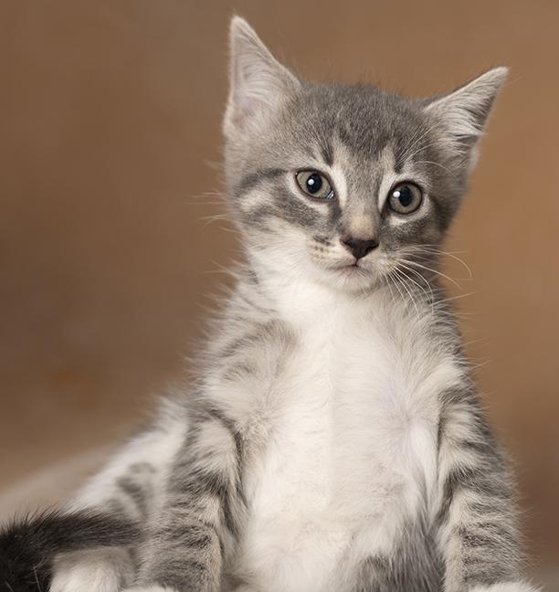Enlarge Dudette, a Adoptable Domestic Short Hair in Chicago, IL image 2/4
