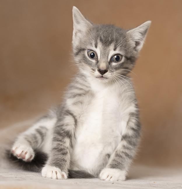 Enlarge Dudette, a Adoptable Domestic Short Hair in Chicago, IL image 3/4