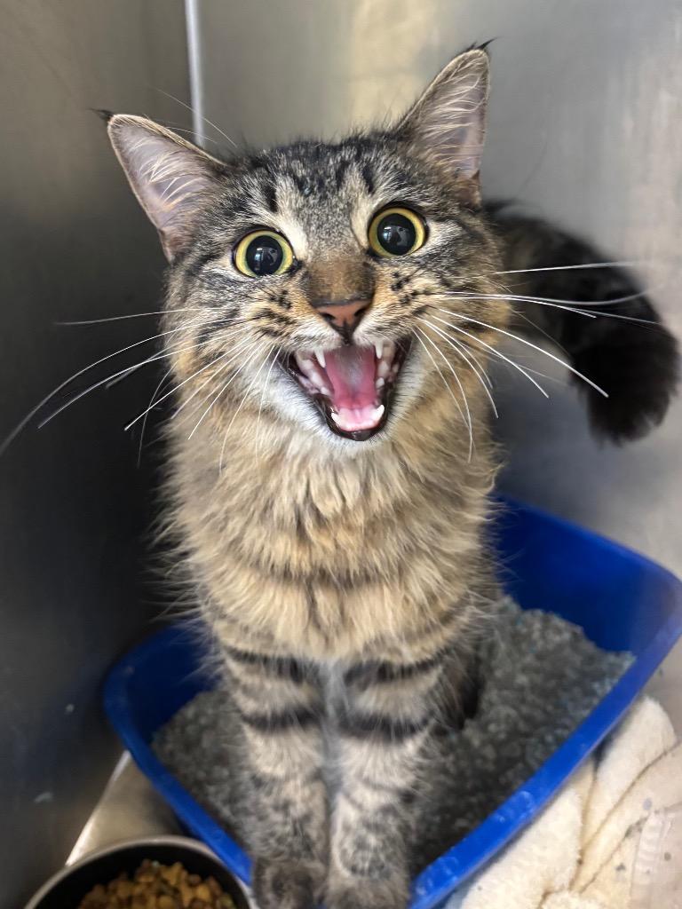 Morrigan, Adoptable, Young Female Domestic Medium Hair.