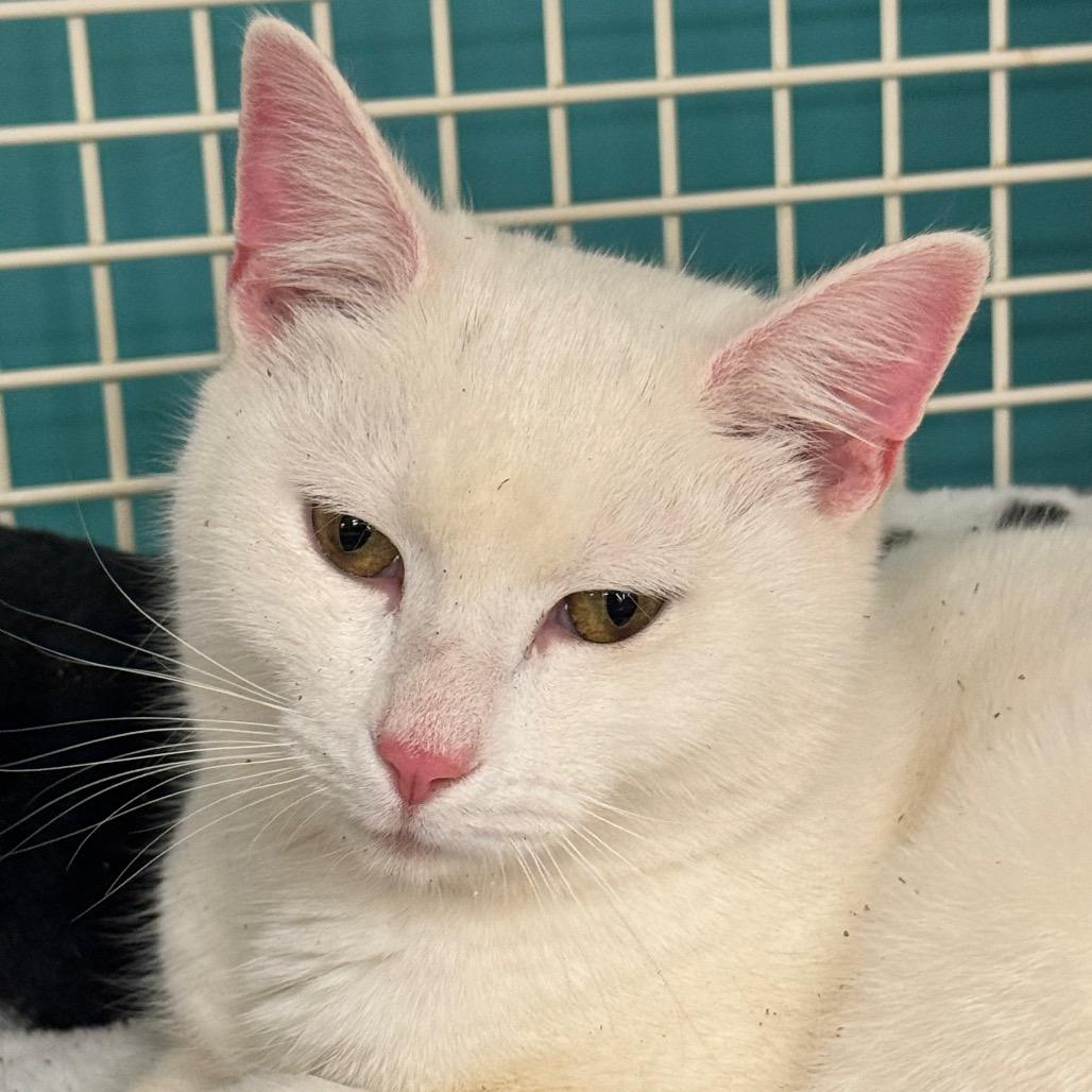 Storm, Adoptable, Young Male Domestic Short Hair.