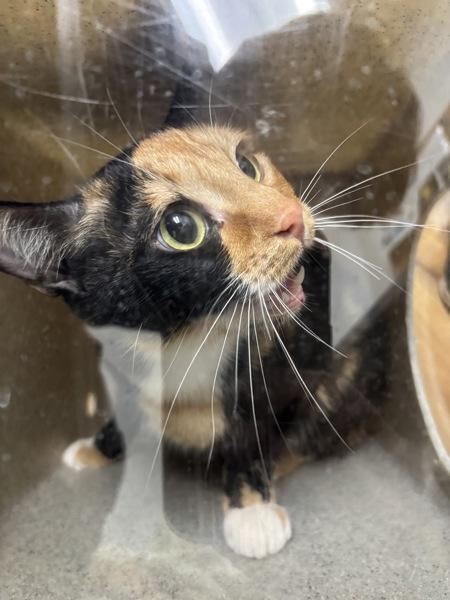 Tanselle, a Adoptable mixed breed in Silverdale, WA image 1/2